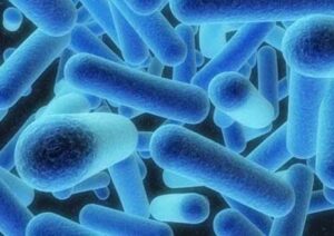 Il batterio della legionella